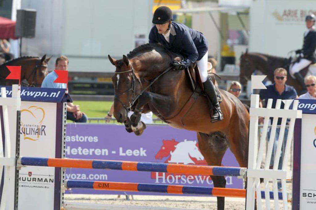 team nijhof, hengst, stallion