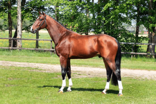 Innocent (v. zambesi x calvados)