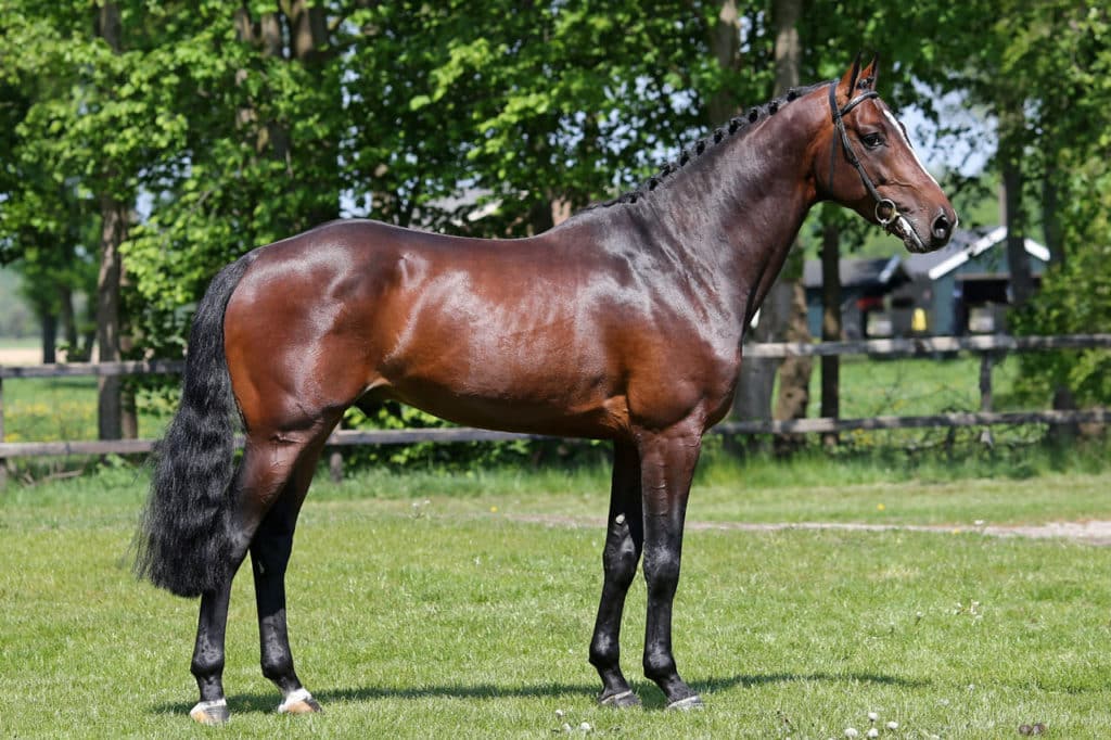 chapeaux stallion - spmaniya.ru.