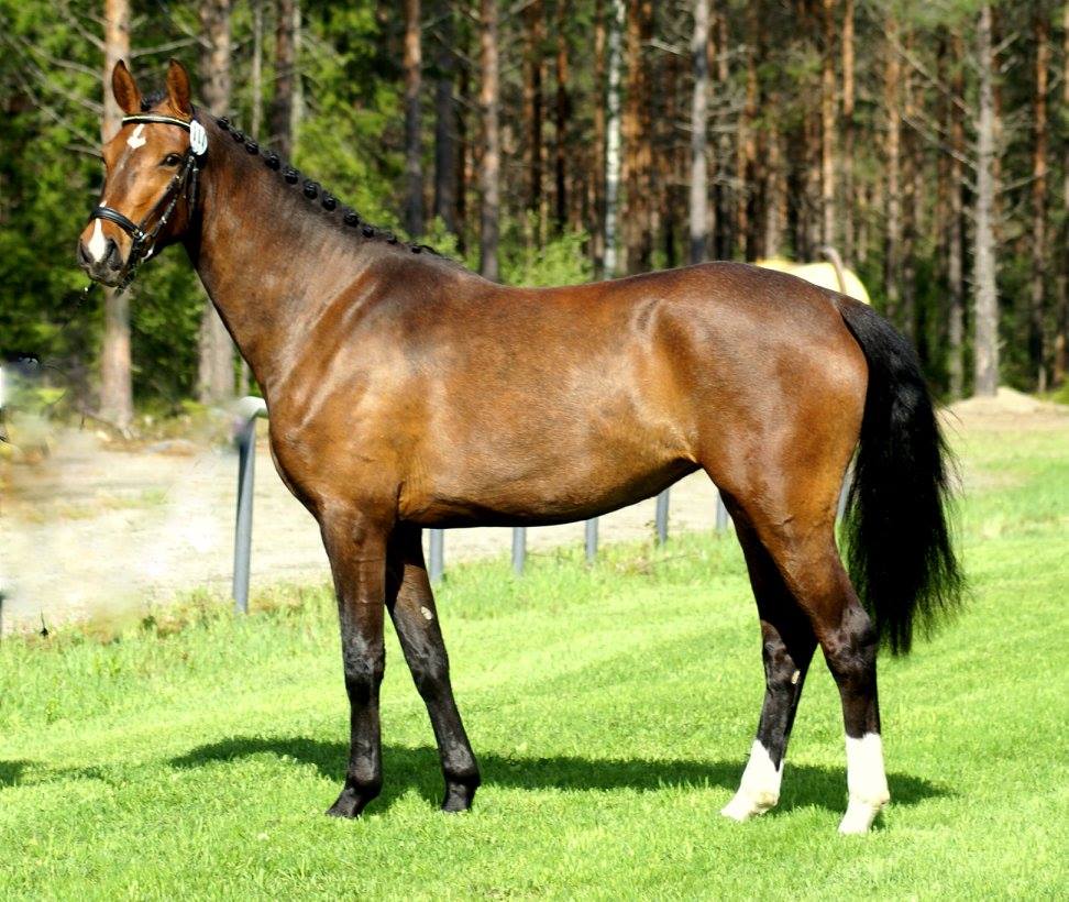 imrike (v. zambesi x numero uno)