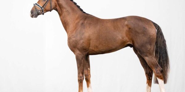 New dressage stallion added to the collection