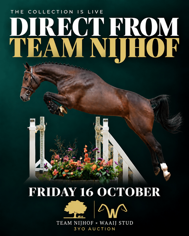 Team Nijhof x Waaij Stud Auction 16 October 2026 Live and Online